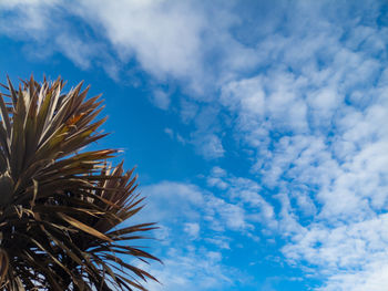 Low angle view of palm tree against sky