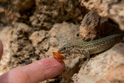 Close-up of hand holding lizard