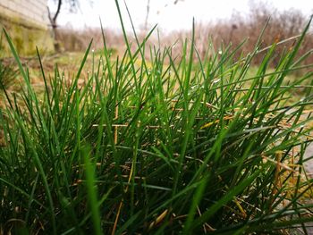 Close-up of grass in field