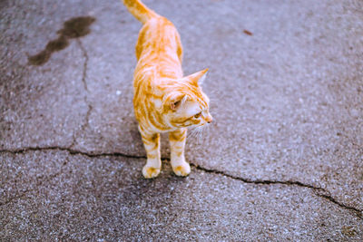 High angle view of cat walking on street