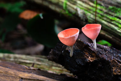 Close-up of mushroom growing on wood