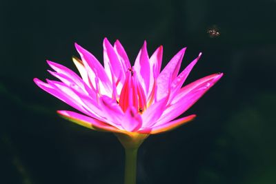 Close-up of pink lotus water lily