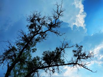 Low angle view of silhouette tree against blue sky