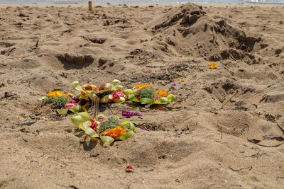 Close-up of flowers on sand at beach