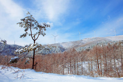 Plants on snow covered land against sky