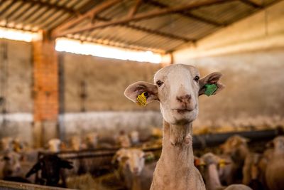 Portrait of sheep