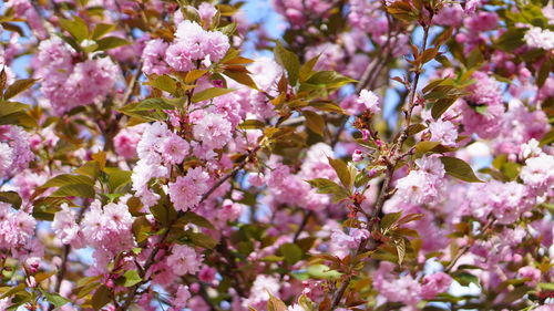 Close-up of pink cherry blossoms in spring