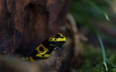 Close-up of a frog