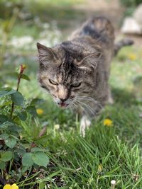 Close-up of a cat looking away