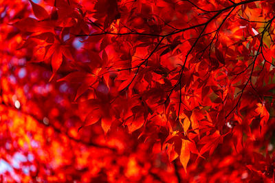 Close-up of red maple leaves on tree