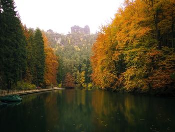 Reflection of trees in river