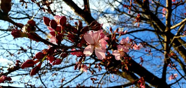 Low angle view of cherry blossoms in spring