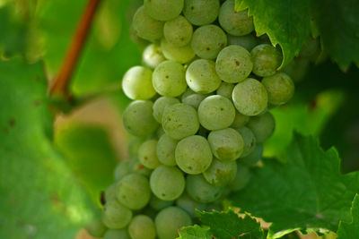 Close-up of grapes growing in vineyard