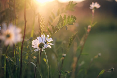 Close-up of flowering plant on field