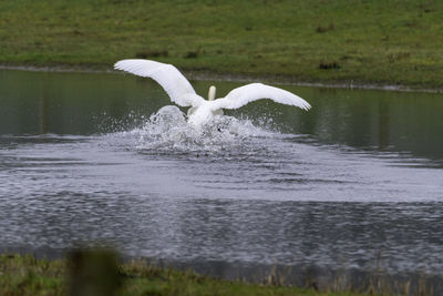 View of swan in lake