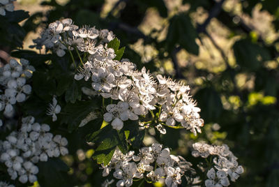 White flowers kissed by a sunbeam