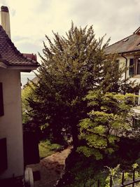 Trees and houses against sky