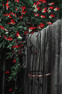 Close-up of red flowering plants against trees