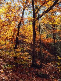 Trees in forest during autumn