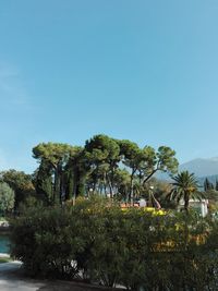 Trees on landscape against clear sky