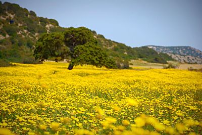 Yellow flowers growing in field