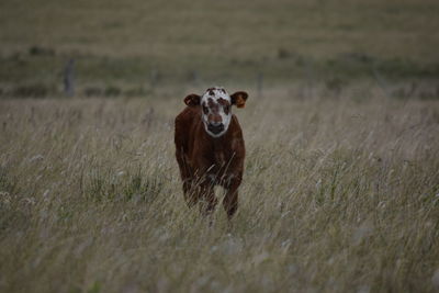 Cow on field