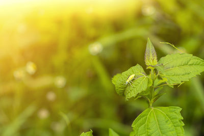 Close-up of plant leaves