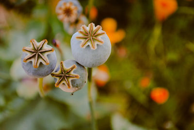 Close-up of white flowering plant