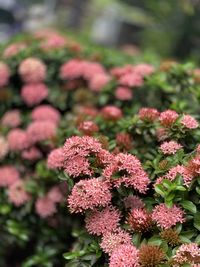 Close-up of pink flowering plants