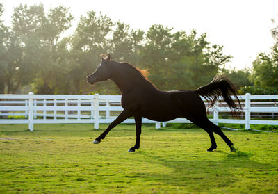 Side view of horse running in ranch