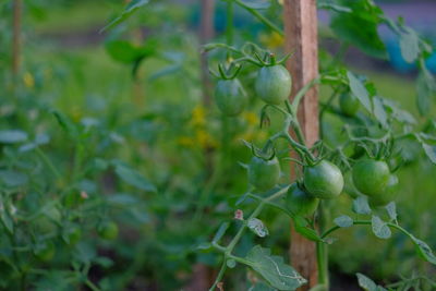 Close-up of fruit growing on plant