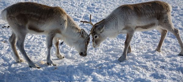 Side view of two horses on snow covered land