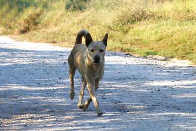 Portrait of dog running on street