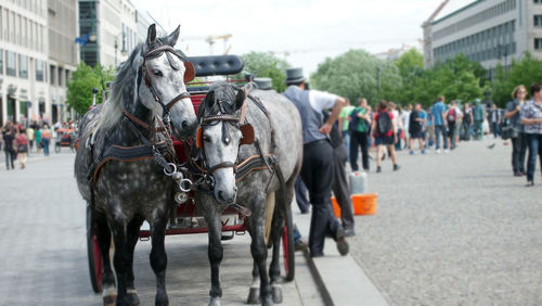 Horse cart on street in city