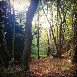 Trees in forest