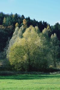 Trees growing in field