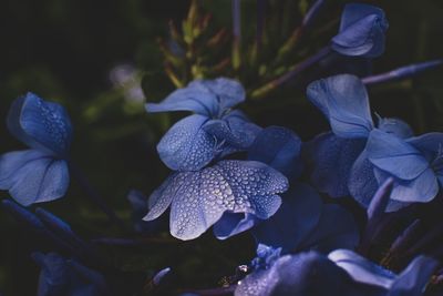 Close-up of purple flowering plants