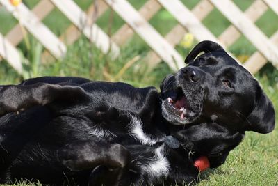 Black dog in a field