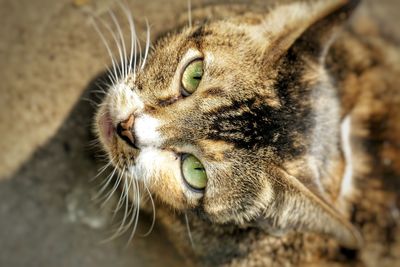 Close-up of a cat looking away
