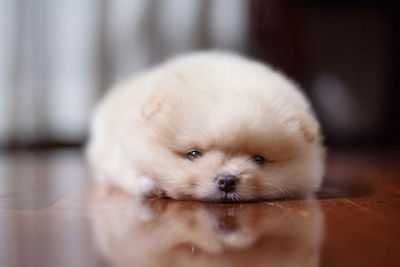 Close-up portrait of puppy