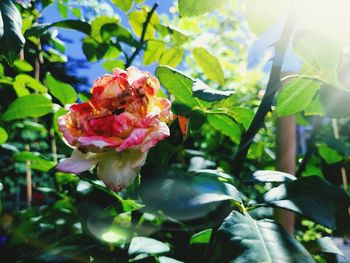 Close-up of pink rose