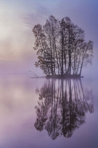 Trees on island on still and misty lake