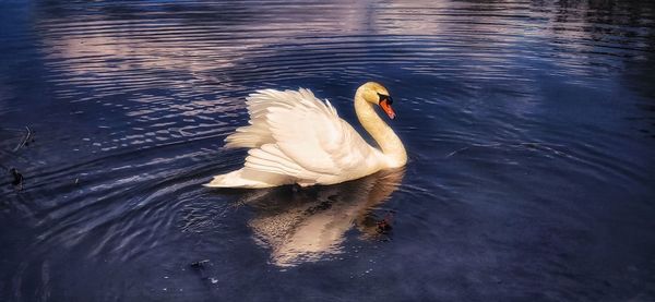 High angle view of swan swimming in lake