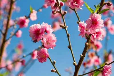 Pink flowers sakura