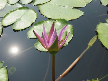 Close-up of water lily in pond