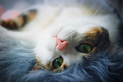 Cat relaxing at home