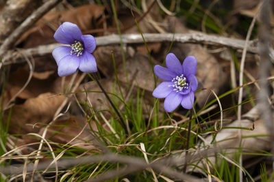flowering plant
