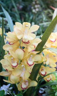 Close-up of flowers blooming outdoors