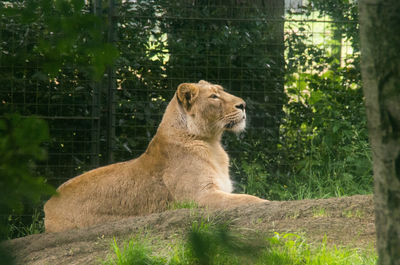 Lion on tree