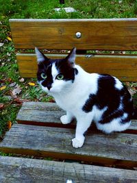 Cat sitting on wood